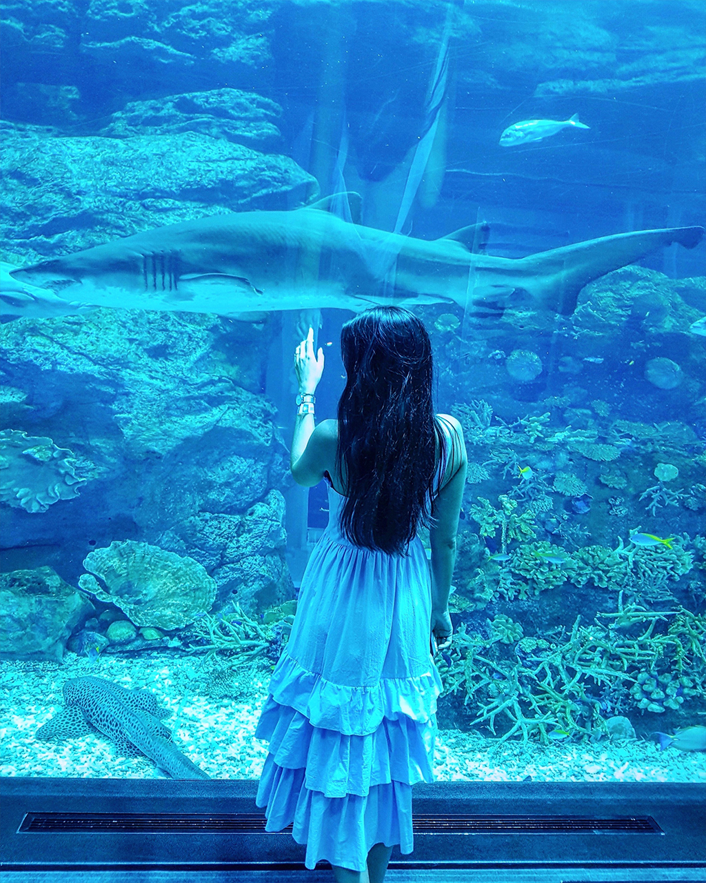 Dubai Mall Aquarium Hai