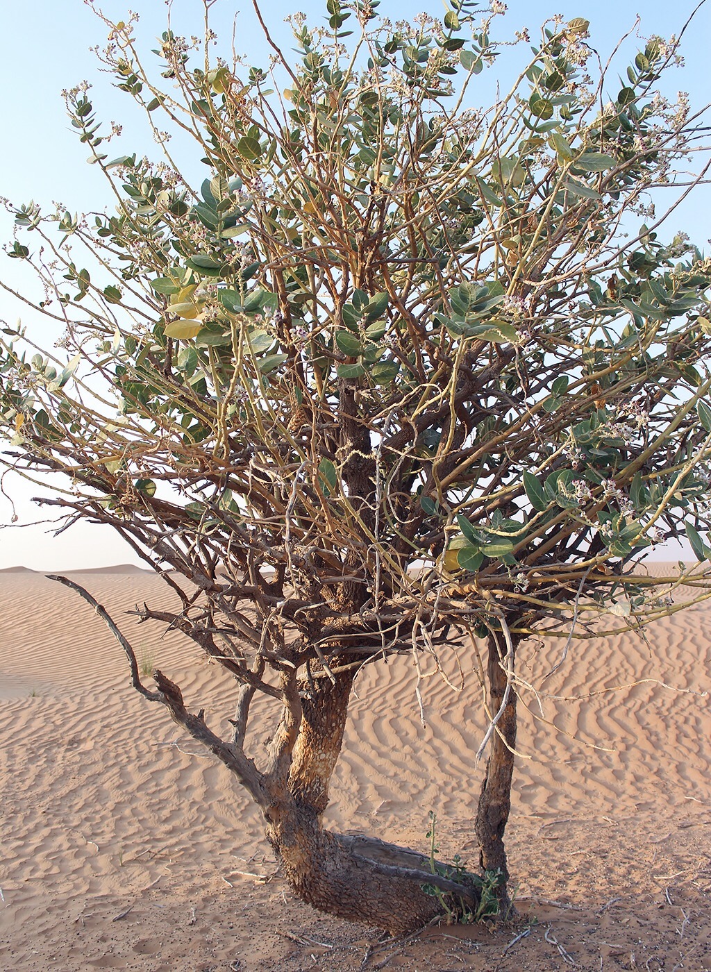 Dubai Wüste Baum Natur