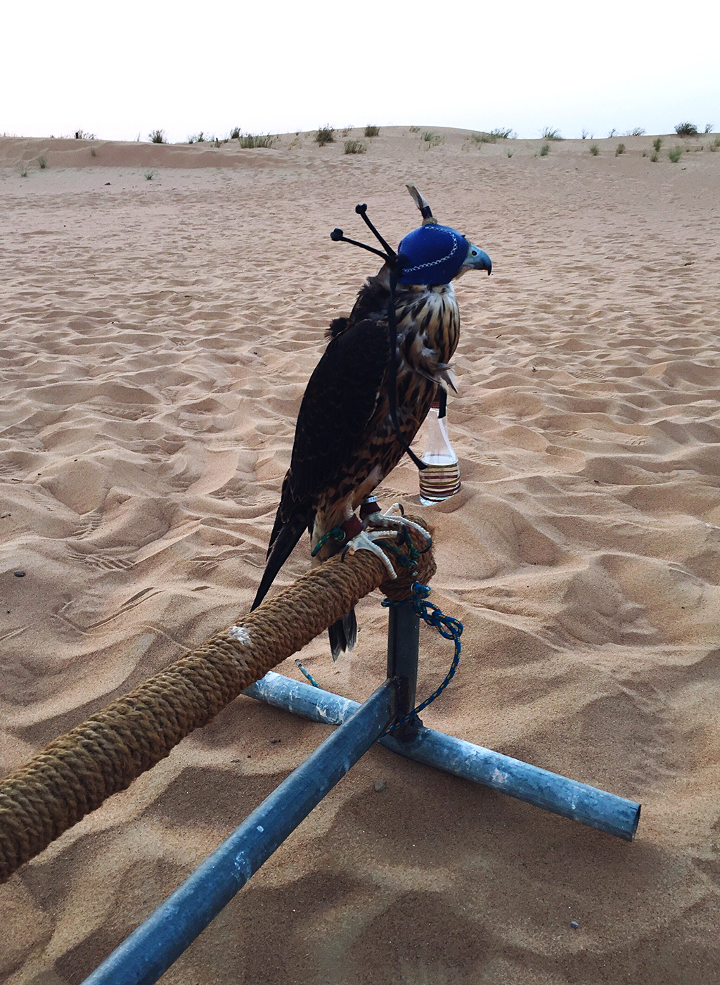Falcon Show Dubai Desert