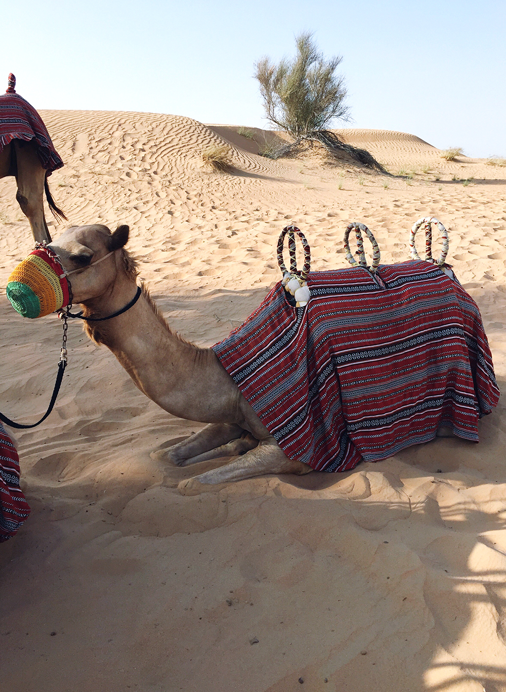 Kamel Dubai Wüste