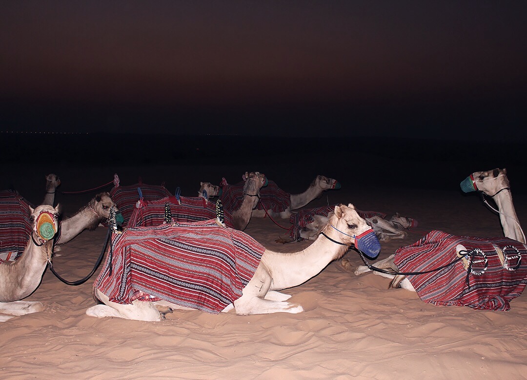 Kamelreiten Dubai Wüste