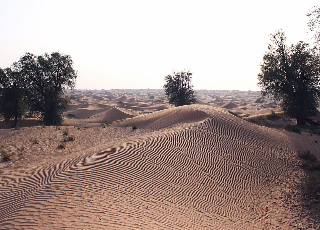 Sanddünen Dubai Desert