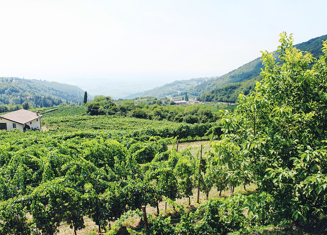 Valpolicella Wine Tasting in Italy Weingut